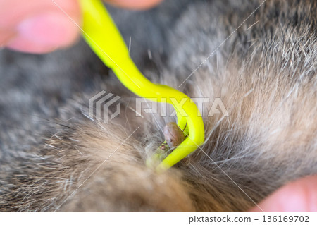 The extracted tick on the cat's tick removal tool 136169702