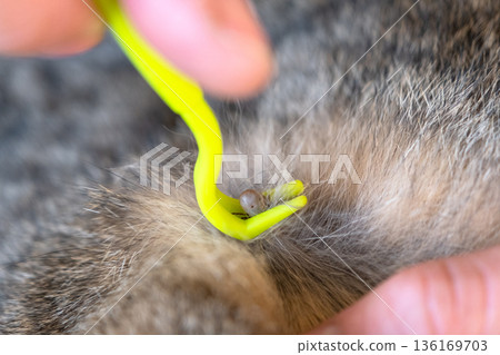 The extracted tick on the cat's tick removal tool The extracted tick on the cat's tick removal tool 136169703