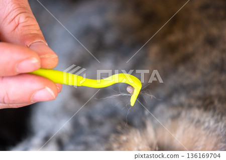 The extracted tick on the cat's tick removal tool The extracted tick on the cat's tick removal tool 136169704