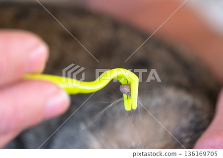 The extracted tick on the cat's tick removal tool 136169705