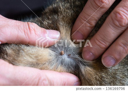 The tick bit into the skin of the cat under the fur, removing the tick 136169706