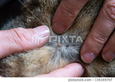 The tick bit into the skin of the cat under the fur, removing the tick 136169707