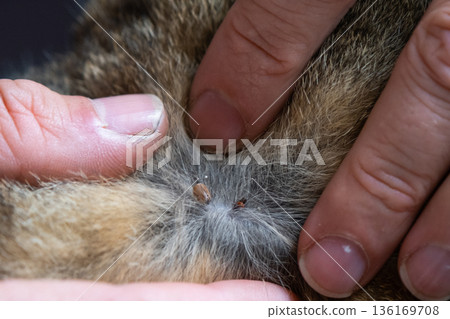 The tick bit into the skin of the cat under the fur, removing the tick 136169708