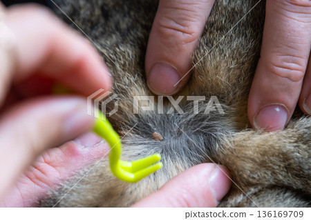 Forceps for removing a tick from a cat's skin close-up 136169709