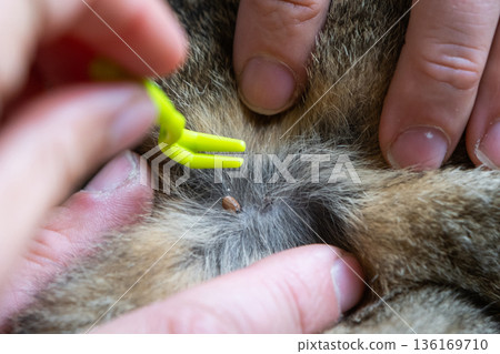 Forceps for removing a tick from a cat's skin close-up Forceps for removing a tick from a cat's skin close-up 136169710