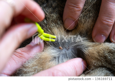 Forceps for removing a tick from a cat's skin close-up Forceps for removing a tick from a cat's skin close-up 136169711