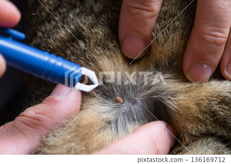 Forceps for removing a tick from a cat's skin close-up 136169712