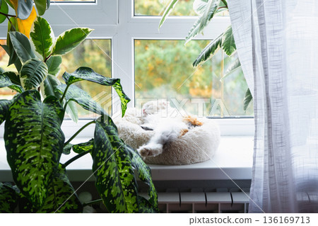 A Highland Fold kitten is sleeping sweetly in a pet bed on the windowsill among potted plants 136169713