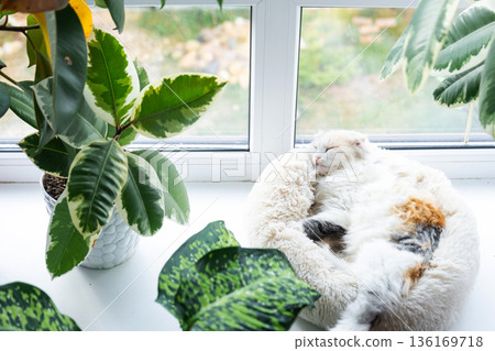 A Highland Fold kitten is sleeping sweetly in a pet bed on the windowsill among potted plants A Highland Fold kitten is sleeping sweetly in a pet bed on the windowsill among potted plants 136169718