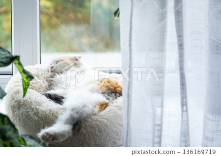 A Highland Fold kitten is sleeping sweetly in a pet bed on the windowsill among potted plants 136169719