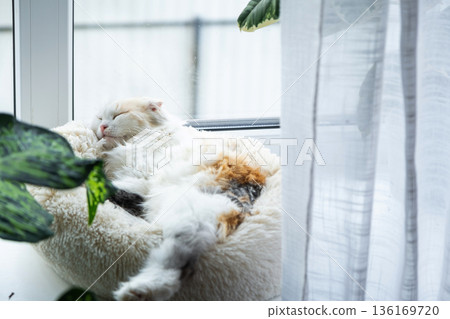 A Highland Fold kitten is sleeping sweetly in a pet bed on the windowsill among potted plants A Highland Fold kitten is sleeping sweetly in a pet bed on the windowsill among potted plants 136169720