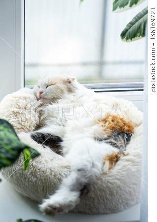 A Highland Fold kitten is sleeping sweetly in a pet bed on the windowsill among potted plants A Highland Fold kitten is sleeping sweetly in a pet bed on the windowsill among potted plants 136169721