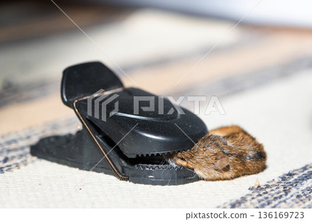 A dead mouse is trapped in the spring mechanism of a mousetrap at home. Protection and control from rodents 136169723