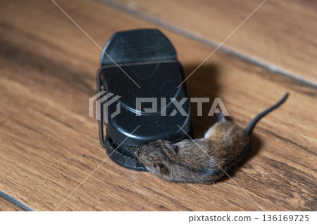 A dead mouse is trapped in the spring mechanism of a mousetrap at home. Protection and control from rodents A dead mouse is trapped in the spring mechanism of a mousetrap at home. Protection and control from rodents 136169725
