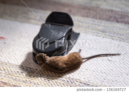 A dead mouse is trapped in the spring mechanism of a mousetrap at home. Protection and control from rodents 136169727