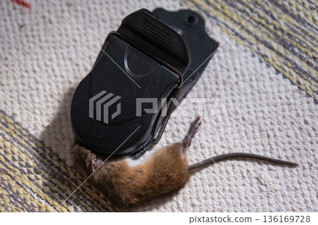 A dead mouse is trapped in the spring mechanism of a mousetrap at home. Protection and control from rodents 136169728