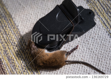 A dead mouse is trapped in the spring mechanism of a mousetrap at home. Protection and control from rodents 136169729