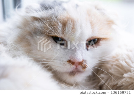 Purulent snot from the nose of a white cat, veterinary treatment of allergies, runny nose, infectious and viral inflammation Purulent snot from the nose of a white cat, veterinary treatment of allergies, runny nose, infectious and viral inflammation 136169731