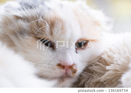 Purulent snot from the nose of a white cat, veterinary treatment of allergies, runny nose, infectious and viral inflammation Purulent snot from the nose of a white cat, veterinary treatment of allergies, runny nose, infectious and viral inflammation 136169734