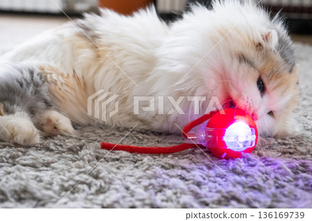 A Highland Fold domestic cat plays on a mat with a moving ball and a string. Entertainment and pet toys A Highland Fold domestic cat plays on a mat with a moving ball and a string. Entertainment and pet toys 136169739