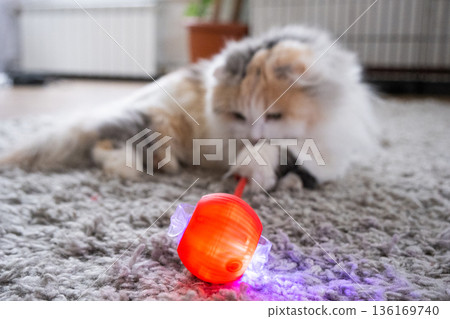 A Highland Fold domestic cat plays on a mat with a moving ball and a string. Entertainment and pet toys A Highland Fold domestic cat plays on a mat with a moving ball and a string. Entertainment and pet toys 136169740