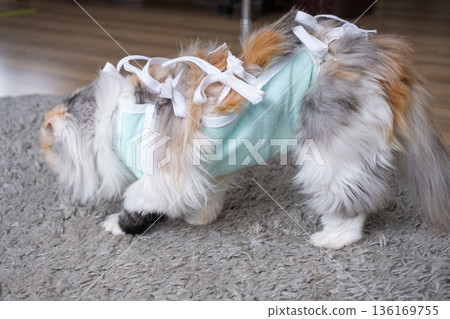 Tricolor Cat in a bandage at home recovering after sterilization surgery 136169755
