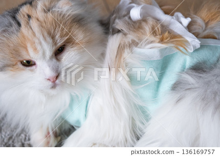 Tricolor Cat in a bandage at home recovering after sterilization surgery Tricolor Cat in a bandage at home recovering after sterilization surgery 136169757