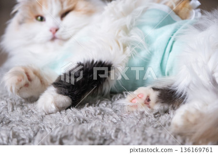 Tricolor Cat in a bandage at home recovering after sterilization surgery 136169761