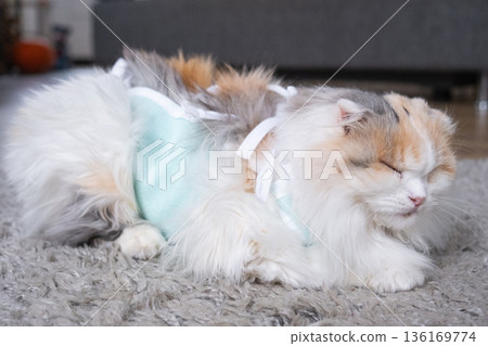 White Cat in a bandage at home recovering from anesthesia after sterilization surgery, sleeping White Cat in a bandage at home recovering from anesthesia after sterilization surgery, sleeping 136169774