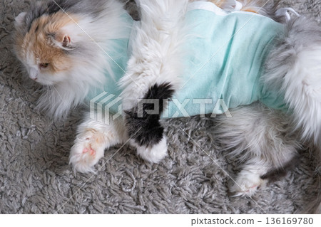 White Cat in a bandage at home recovering from anesthesia after sterilization surgery, sleeping White Cat in a bandage at home recovering from anesthesia after sterilization surgery, sleeping 136169780