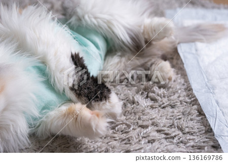 White Cat in a bandage at home recovering from anesthesia after sterilization surgery, sleeping on a waterproof diaper White Cat in a bandage at home recovering from anesthesia after sterilization surgery, sleeping on a waterproof diaper 136169786