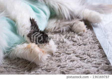 White Cat in a bandage at home recovering from anesthesia after sterilization surgery, sleeping on a waterproof diaper White Cat in a bandage at home recovering from anesthesia after sterilization surgery, sleeping on a waterproof diaper 136169787
