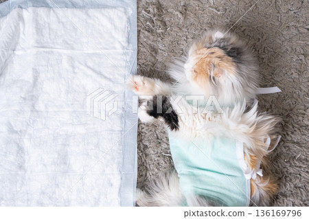 White Cat in a bandage at home recovering from anesthesia after sterilization surgery, sleeping on a waterproof diaper White Cat in a bandage at home recovering from anesthesia after sterilization surgery, sleeping on a waterproof diaper 136169796