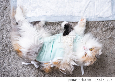White Cat in a bandage at home recovering from anesthesia after sterilization surgery, sleeping on a waterproof diaper White Cat in a bandage at home recovering from anesthesia after sterilization surgery, sleeping on a waterproof diaper 136169797