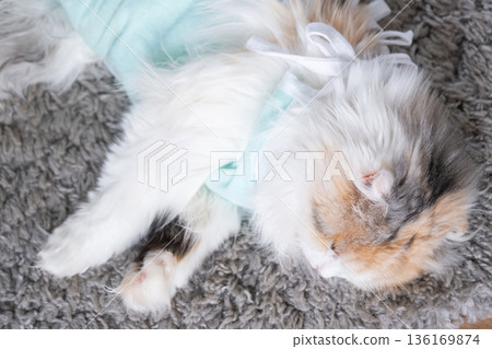 White Cat in a bandage at home recovering from anesthesia after sterilization surgery, sleeping White Cat in a bandage at home recovering from anesthesia after sterilization surgery, sleeping 136169874