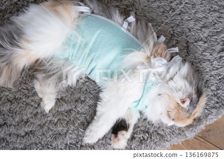 White Cat in a bandage at home recovering from anesthesia after sterilization surgery, sleeping White Cat in a bandage at home recovering from anesthesia after sterilization surgery, sleeping 136169875