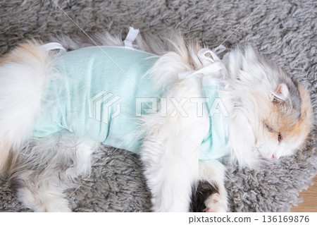 White Cat in a bandage at home recovering from anesthesia after sterilization surgery, sleeping White Cat in a bandage at home recovering from anesthesia after sterilization surgery, sleeping 136169876