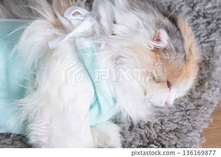 White Cat in a bandage at home recovering from anesthesia after sterilization surgery, sleeping 136169877