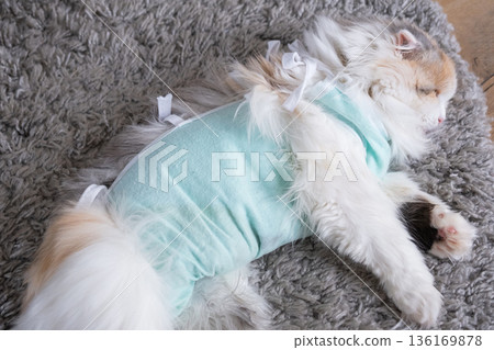 White Cat in a bandage at home recovering from anesthesia after sterilization surgery, sleeping White Cat in a bandage at home recovering from anesthesia after sterilization surgery, sleeping 136169878