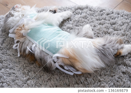 White Cat in a bandage at home recovering from anesthesia after sterilization surgery, sleeping White Cat in a bandage at home recovering from anesthesia after sterilization surgery, sleeping 136169879