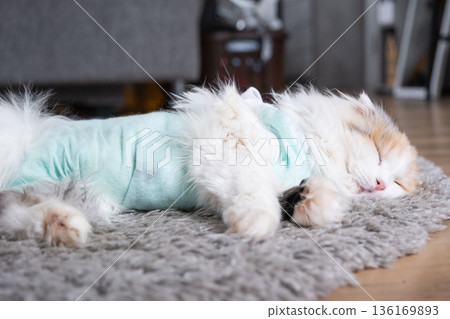White Cat in a bandage at home recovering from anesthesia after sterilization surgery, sleeping White Cat in a bandage at home recovering from anesthesia after sterilization surgery, sleeping 136169893