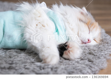 White Cat in a bandage at home recovering from anesthesia after sterilization surgery, sleeping White Cat in a bandage at home recovering from anesthesia after sterilization surgery, sleeping 136169894
