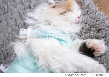 White Cat in a bandage at home recovering from anesthesia after sterilization surgery, sleeping White Cat in a bandage at home recovering from anesthesia after sterilization surgery, sleeping 136169895