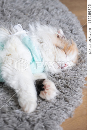 White Cat in a bandage at home recovering from anesthesia after sterilization surgery, sleeping White Cat in a bandage at home recovering from anesthesia after sterilization surgery, sleeping 136169896