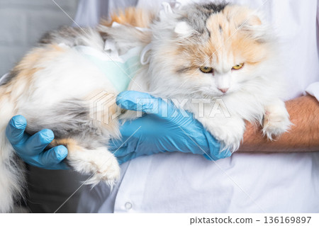 Cat in a bandage on the arms of a veterinarian in blue rubber gloves. Pet inspection after sterilization surgery Cat in a bandage on the arms of a veterinarian in blue rubber gloves. Pet inspection after sterilization surgery 136169897
