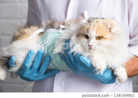 Cat in a bandage on the arms of a veterinarian in blue rubber gloves. Pet inspection after sterilization surgery Cat in a bandage on the arms of a veterinarian in blue rubber gloves. Pet inspection after sterilization surgery 136169901