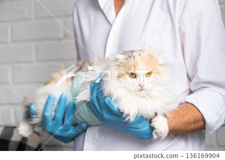 Cat in a bandage on the arms of a veterinarian in blue rubber gloves. Pet inspection after sterilization surgery Cat in a bandage on the arms of a veterinarian in blue rubber gloves. Pet inspection after sterilization surgery 136169904