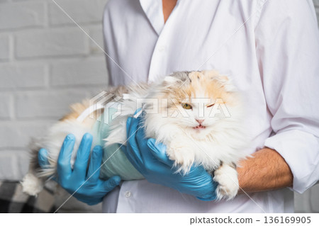 Cat in a bandage on the arms of a veterinarian in blue rubber gloves. Pet inspection after sterilization surgery 136169905