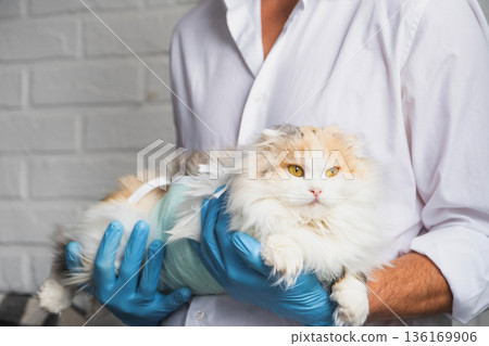 Cat in a bandage on the arms of a veterinarian in blue rubber gloves. Pet inspection after sterilization surgery Cat in a bandage on the arms of a veterinarian in blue rubber gloves. Pet inspection after sterilization surgery 136169906