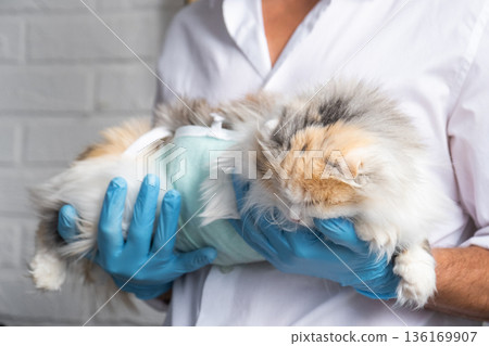 Cat in a bandage on the arms of a veterinarian in blue rubber gloves. Pet inspection after sterilization surgery Cat in a bandage on the arms of a veterinarian in blue rubber gloves. Pet inspection after sterilization surgery 136169907